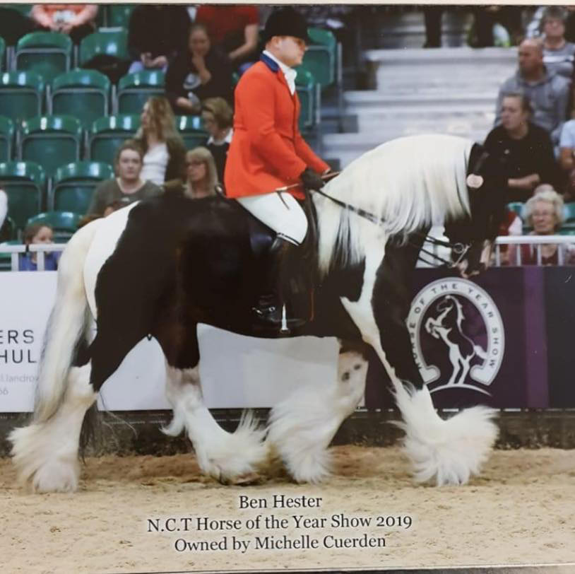 15.1hh Beau Diddley - Chaps Graded Stallion